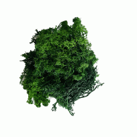 Скандинавски Мъх за Декорация, 50 гр. Горско Зелено