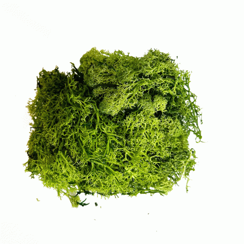 Скандинавски Мъх, 50 гр., Светлозелен Цвят Скандинавски Мъх, 50 гр., Светлозелен Цвят